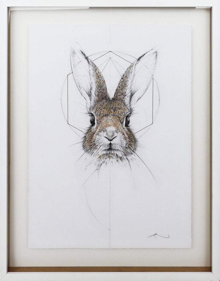 Baby Jack Rabbit - Framed