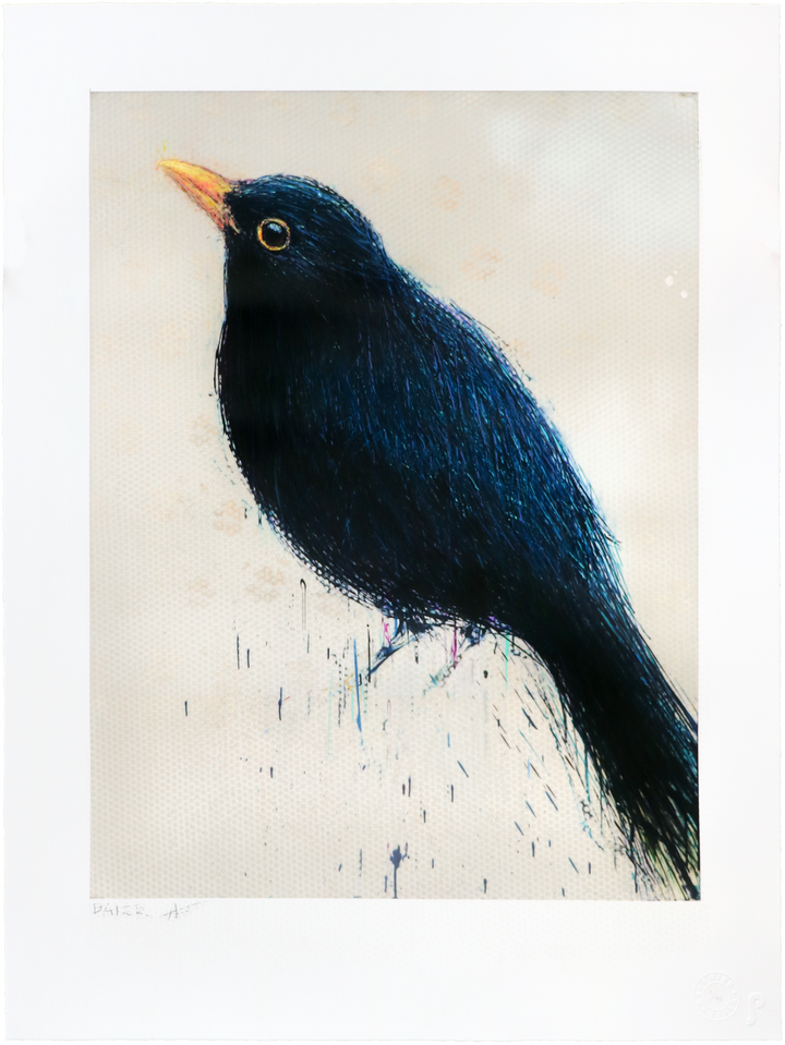 Black Bird