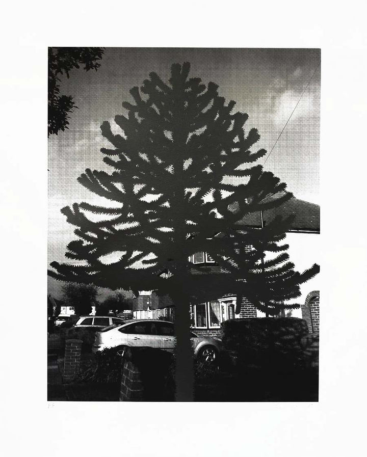 New Empire (Araucaria Araucana II)