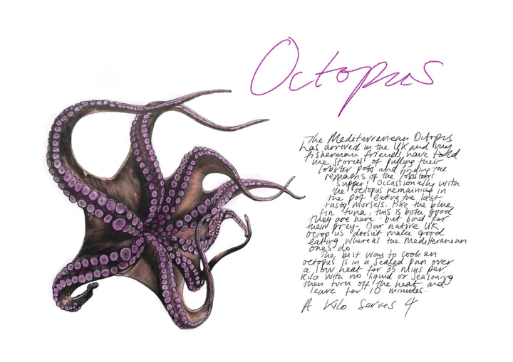 Octopus