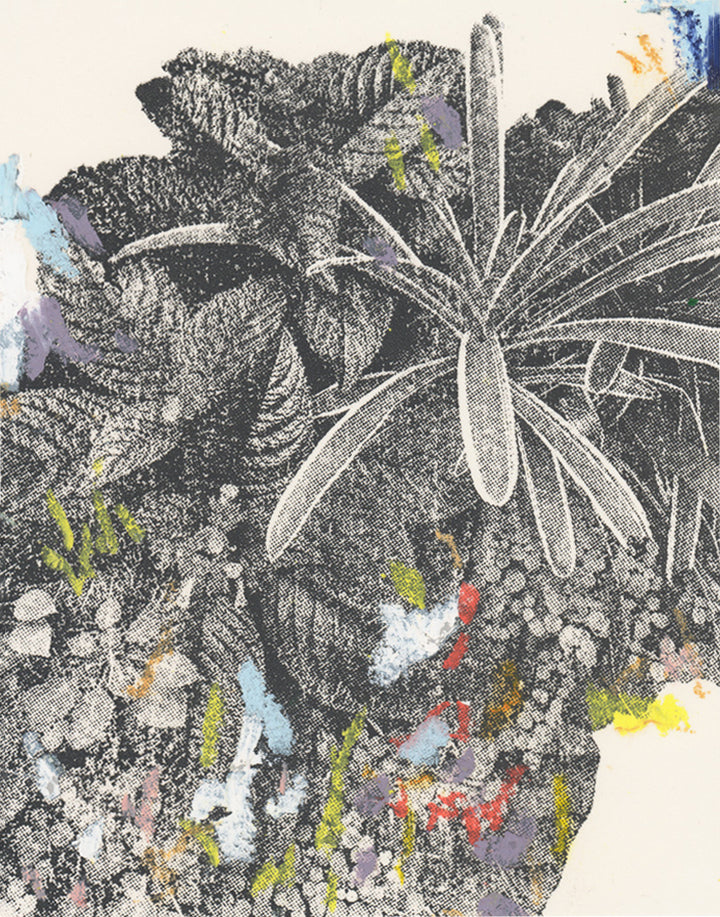 Shrubs