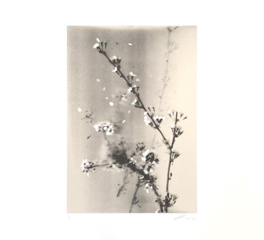 Untitled (Grandmother)