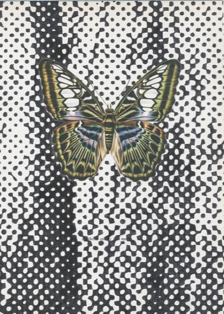 Parthenos Sylvius