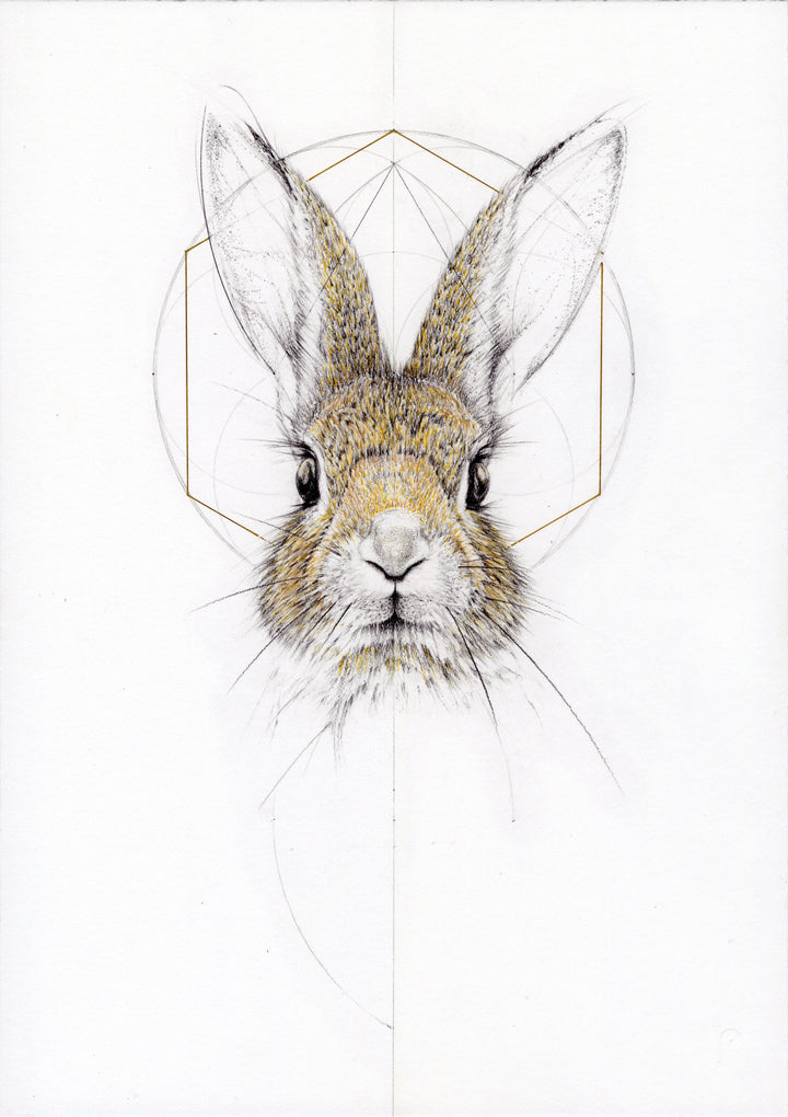 Baby Jack Rabbit