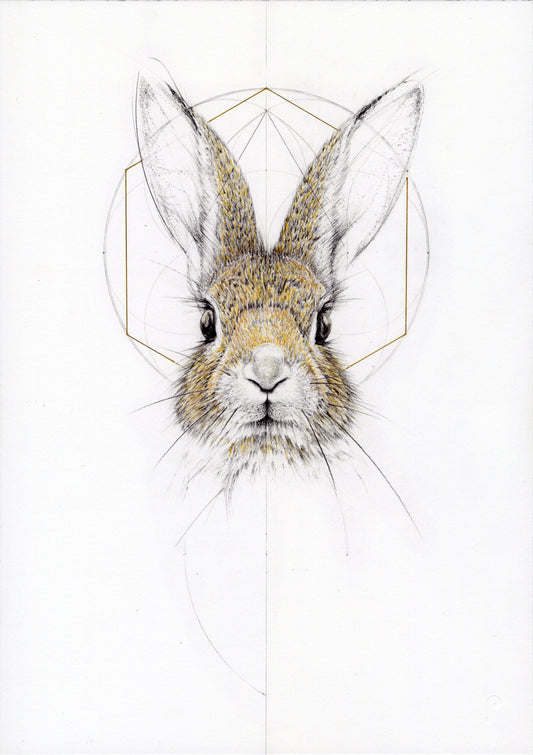 Baby Jack Rabbit
