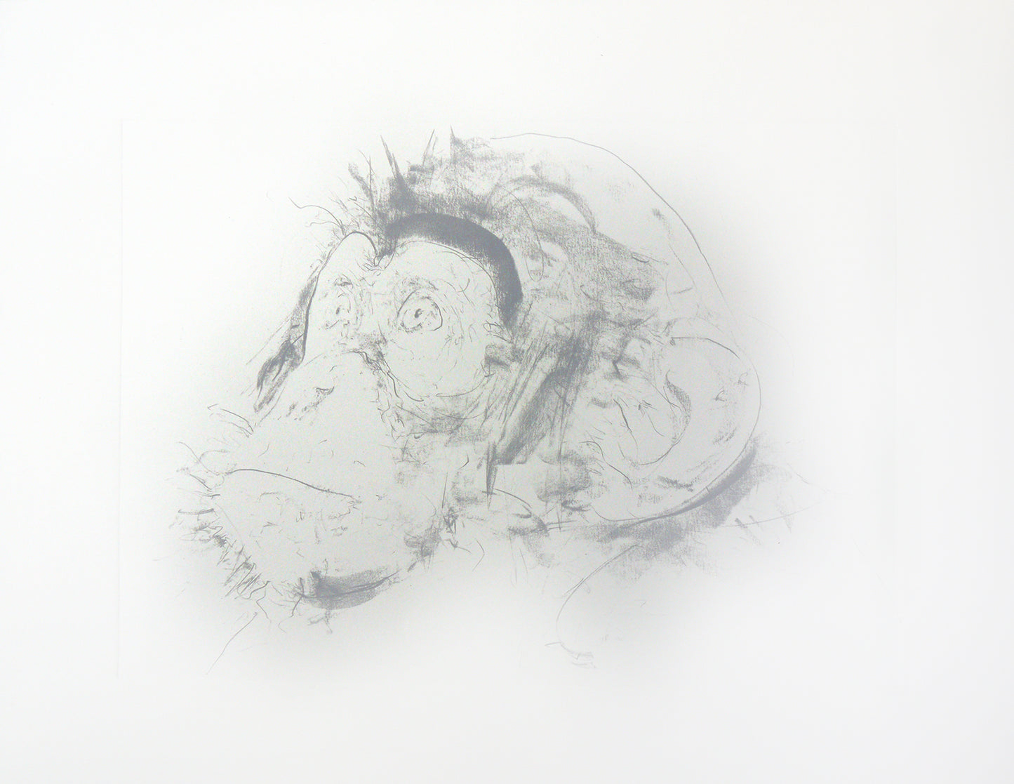 Chimp