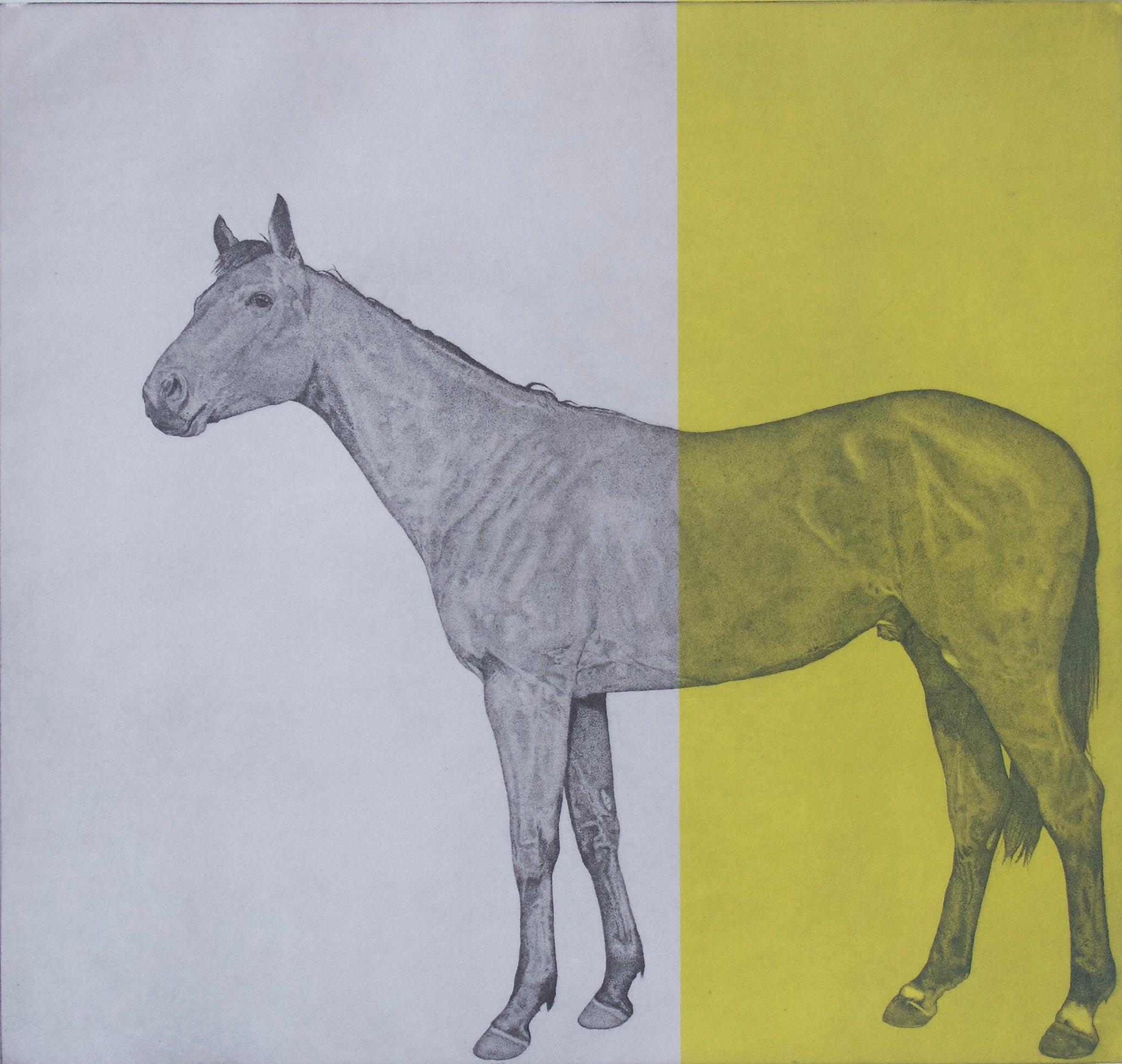 Horse Study Yellow