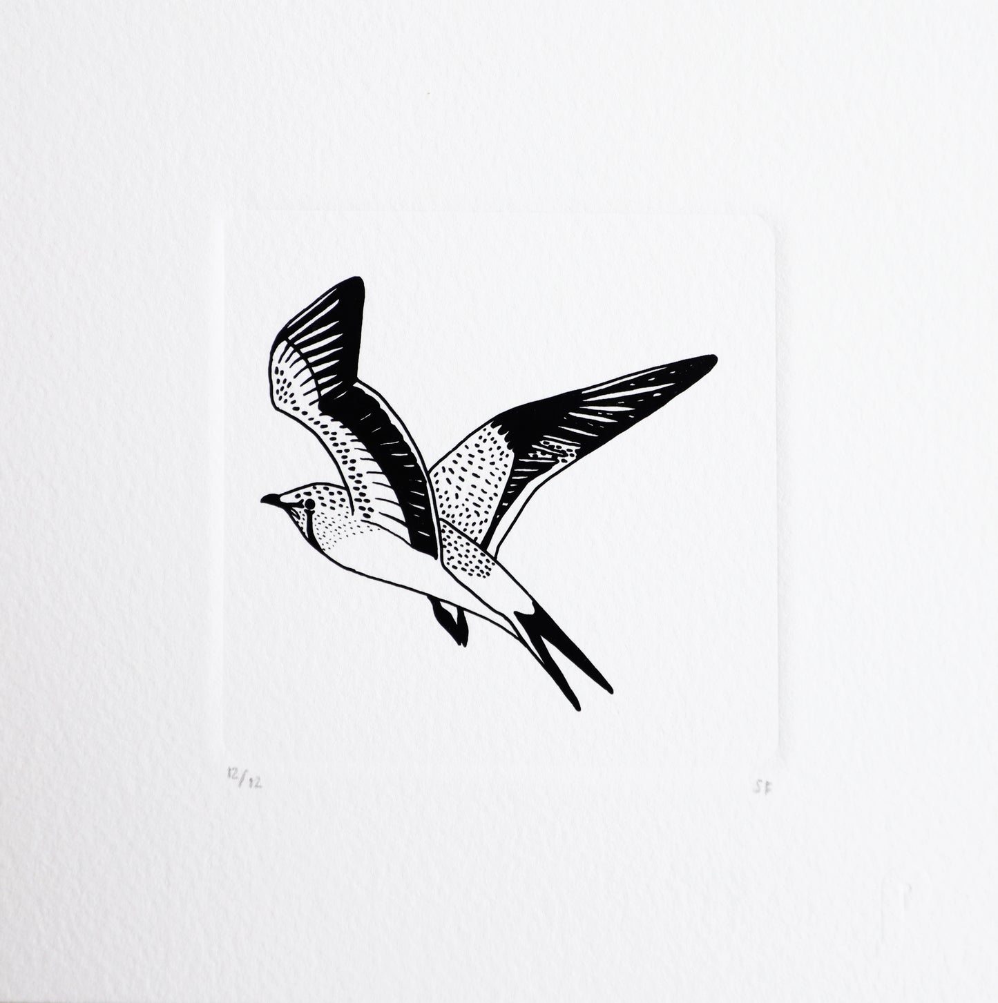 Bird 67
